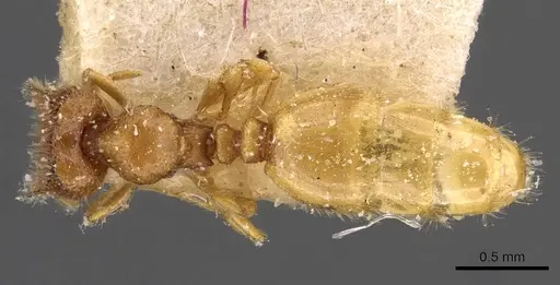 Carebara butteli specimen