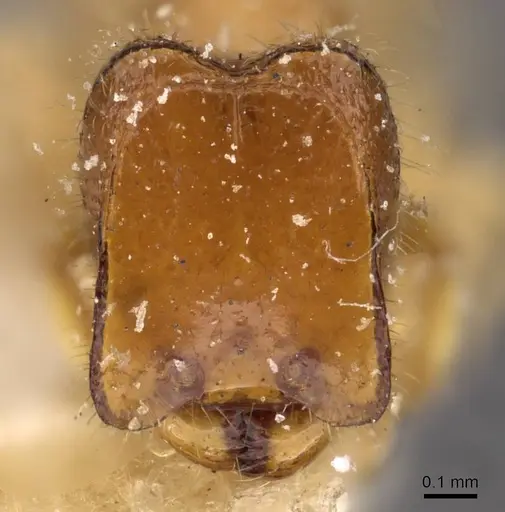 Carebara butteli specimen