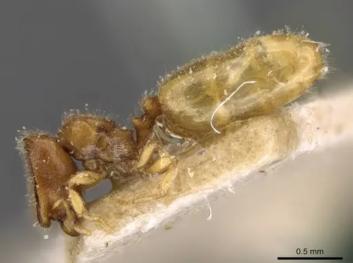 Carebara butteli specimen