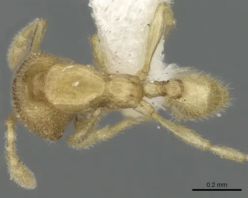 Carebara carinata specimen