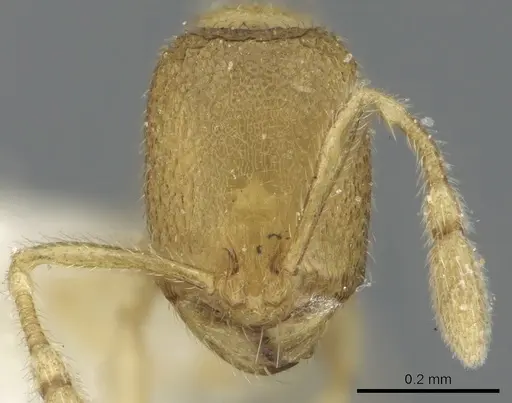 Carebara carinata specimen