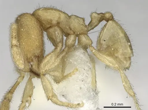 Carebara carinata specimen