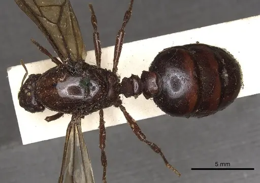 Carebara castanea specimen