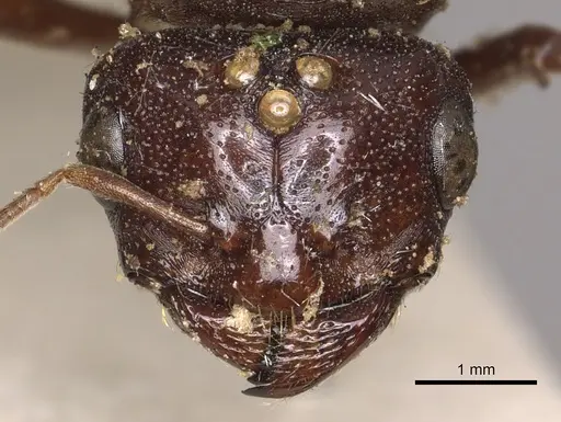 Carebara castanea specimen