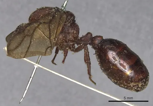 Carebara castanea specimen