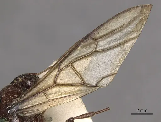 Carebara castanea - CASENT0902403