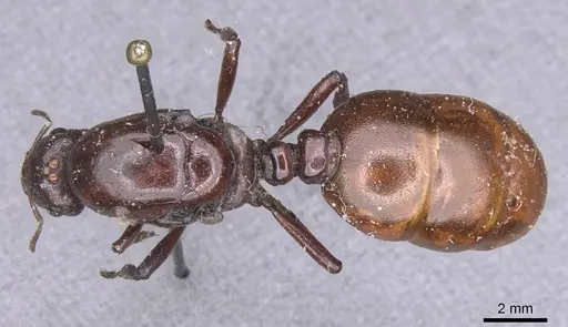 Carebara castanea - CASENT0913482