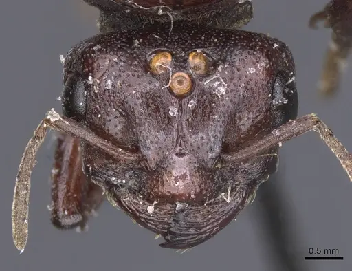 Carebara castanea - CASENT0913482