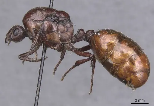 Carebara castanea - CASENT0913482