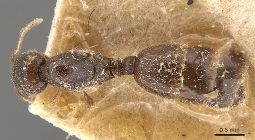 Carebara ceylonensis specimen