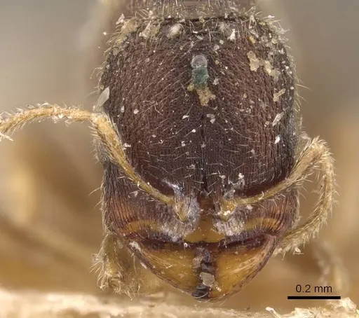 Carebara ceylonensis specimen