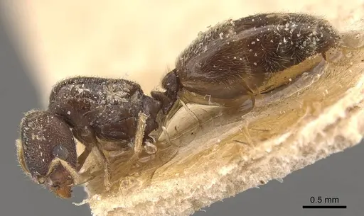 Carebara ceylonensis specimen