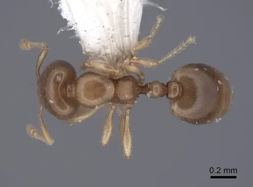 Carebara concinna specimen