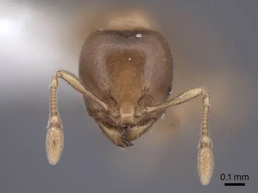 Carebara concinna specimen