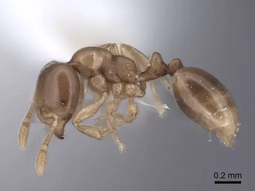 Carebara concinna specimen