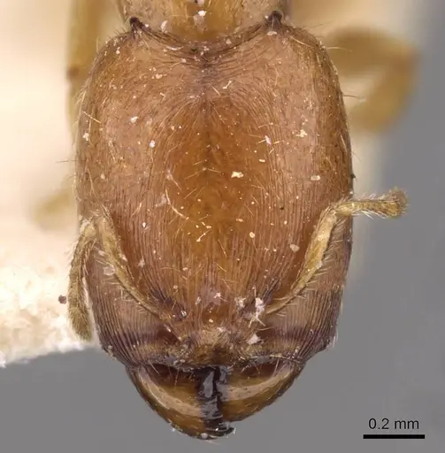 Carebara cornigera specimen