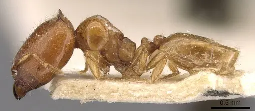 Carebara cornigera specimen