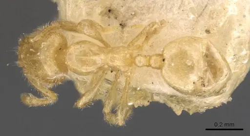 Carebara cornigera - CASENT0908904