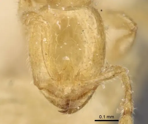 Carebara cornigera - CASENT0908904