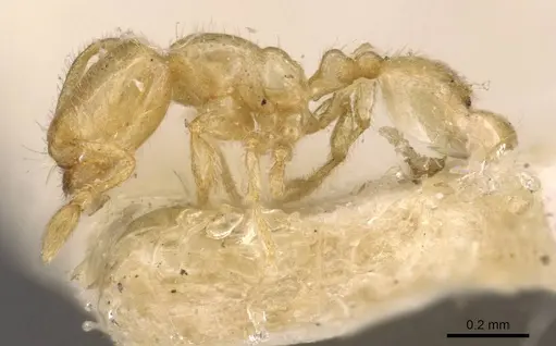 Carebara cornigera - CASENT0908904