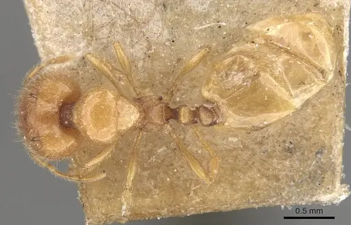 Carebara cornigera - CASENT0910870