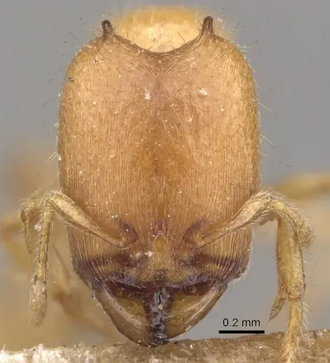 Carebara cornigera - CASENT0910870