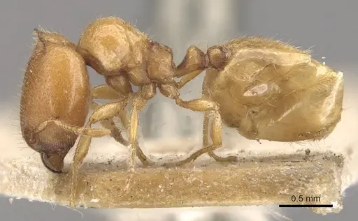 Carebara cornigera - CASENT0910870