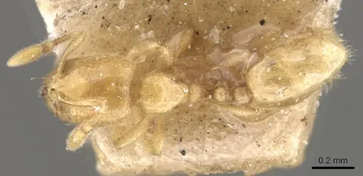 Carebara cornigera - CASENT0910871