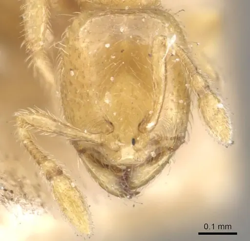 Carebara cornigera - CASENT0910871