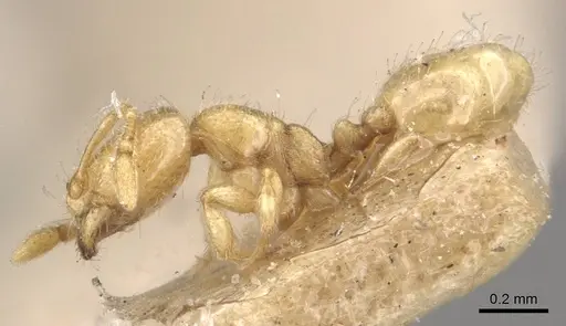 Carebara cornigera - CASENT0910871