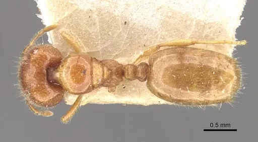 Carebara cornigera - CASENT0910872