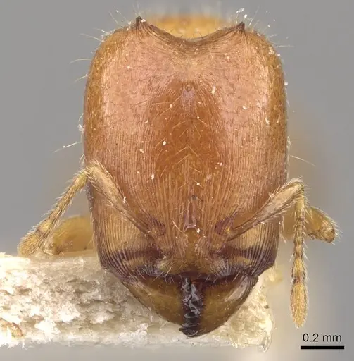 Carebara cornigera - CASENT0910872