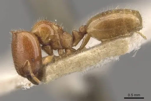 Carebara cornigera - CASENT0910872