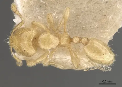 Carebara cornigera - CASENT0910873