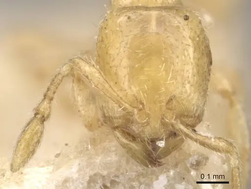 Carebara cornigera - CASENT0910873