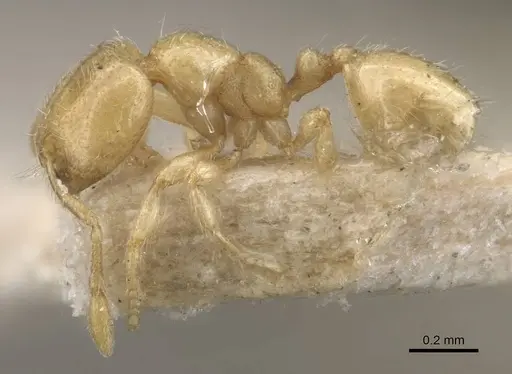 Carebara cornigera - CASENT0910873