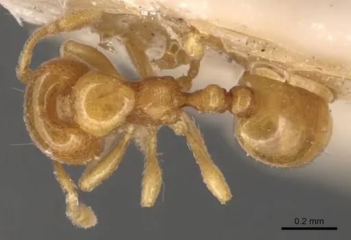 Carebara crassiuscula specimen