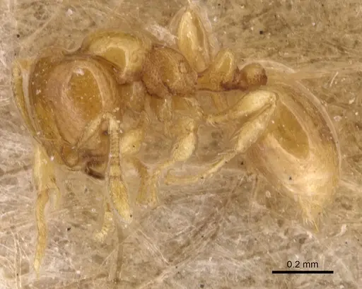 Carebara crassiuscula specimen