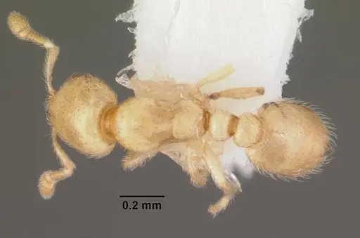 Carebara crigensis specimen