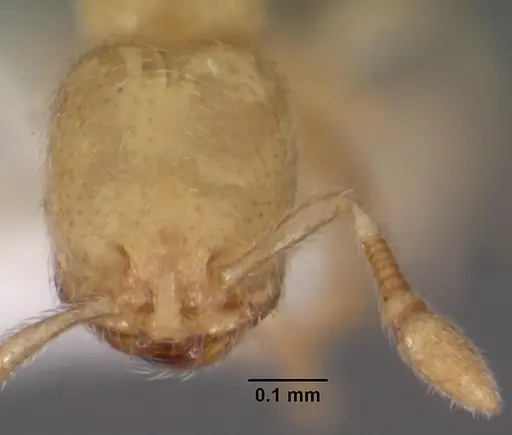 Carebara crigensis specimen