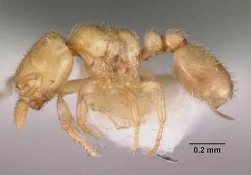 Carebara crigensis specimen