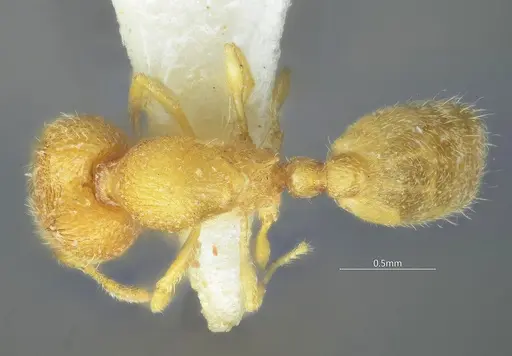 Carebara curvispina specimen