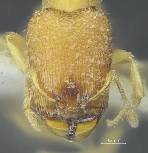 Carebara curvispina specimen