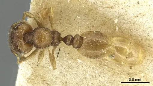 Carebara debilis specimen