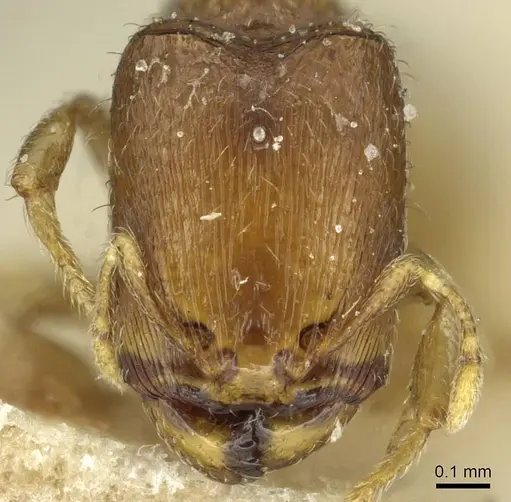 Carebara debilis specimen