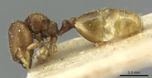 Carebara debilis specimen