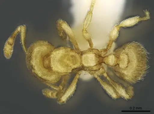 Carebara demeter specimen