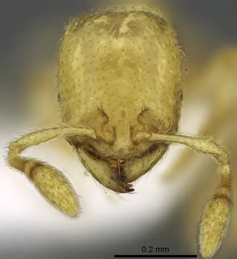 Carebara demeter specimen