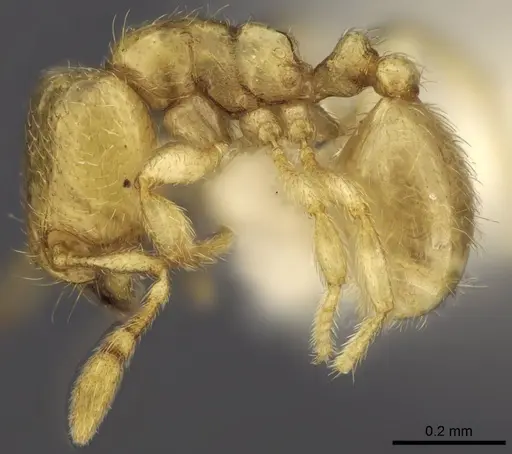 Carebara demeter specimen