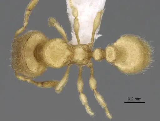 Carebara demeter - CASENT0248449